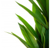Umělá rostlina TROPICAL ZONE dracéna 160 cm 877860