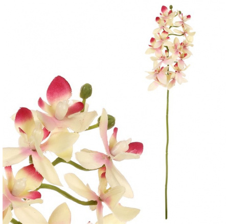 Orchidej drobnokvětá - umělá řezaná, krémovo-růžová