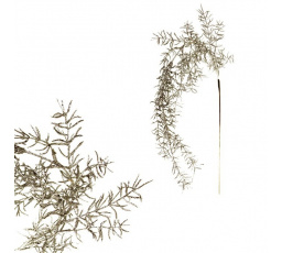 Asparagus - umělá převislá věvev, barva stříbrná
