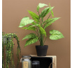 Umělá rostlina Alocasia 55 cm