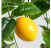 Umělá rostlina CITRUS s citrony 75 cm 741463