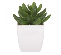 Sukulent v bílém plastovém obalu - umělý, zelený