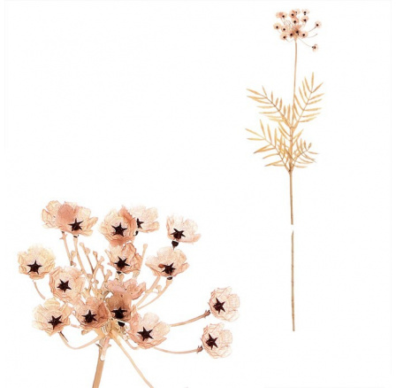 Kopr kvetoucí - umělý řezaný, barva krémová