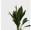 Umělá rostlina AILIA Strelitzia 100 cm 956537