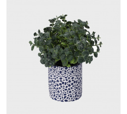 Umělá rostlina AILIA Sukulent 23 cm 302709