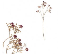 Gypsophila - s pozlacením, fialová kvítka
