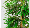 Umělá rostlina AILIA mango strom 180 cm 278547