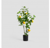 Umělá rostlina CITRUS s citrony 75 cm 741463