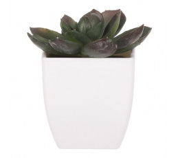 Sukulent v bílém plastovém obalu - umělý, zelený