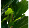 Umělá rostlina TROPICAL ZONE fíkovník 100 cm 874234