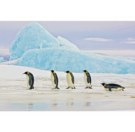 Obraz PENGUINS 120X80 Obraz PENGUINS 120X80